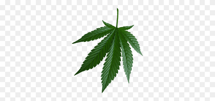 280x334 Lanzamiento De La Nueva Plataforma De Financiación Colectiva Para El Cannabis Cannafundr - Conjunto De Marihuana Png