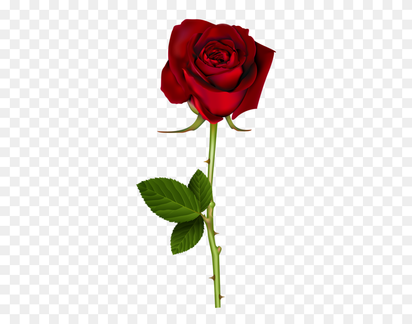 310x600 New Dy Of Mf Red Roses, Red Rose - Stem PNG