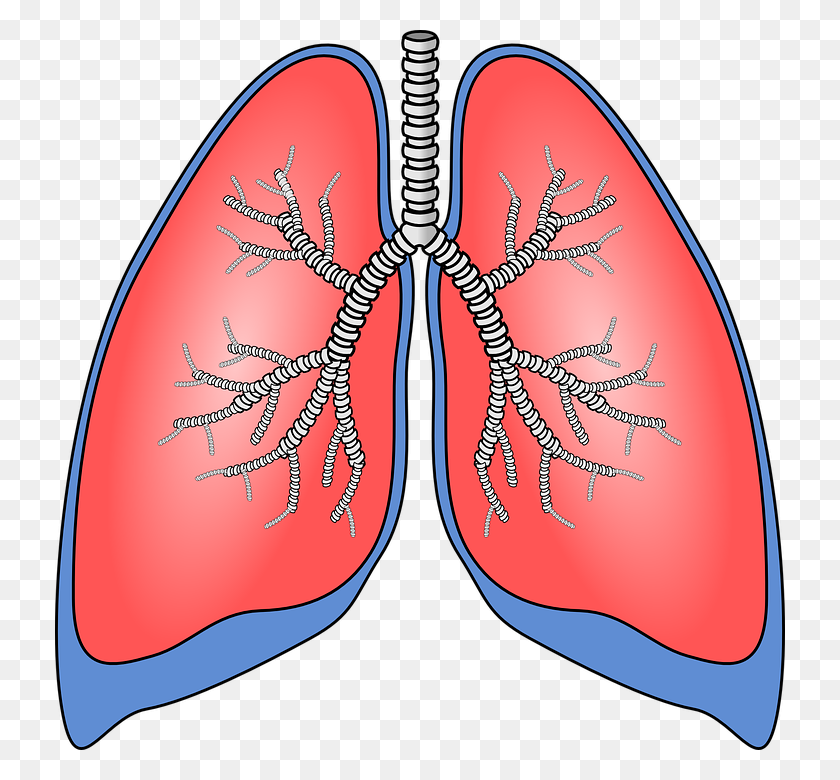 730x720 New Immunotherapy For Lung Cancer News - Lung Cancer Clipart