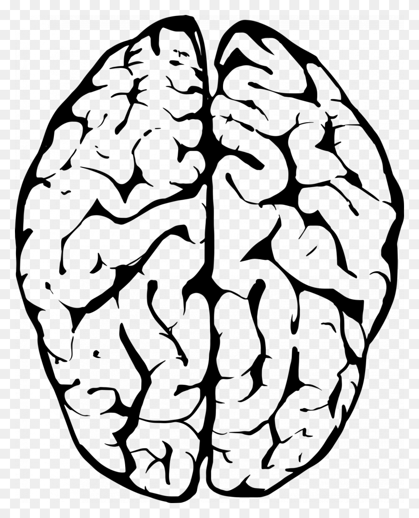 1500x1884 Новые Взгляды На То, Как Мозг Объединяет Воспоминания Для Решения - Человеческий Мозг Png