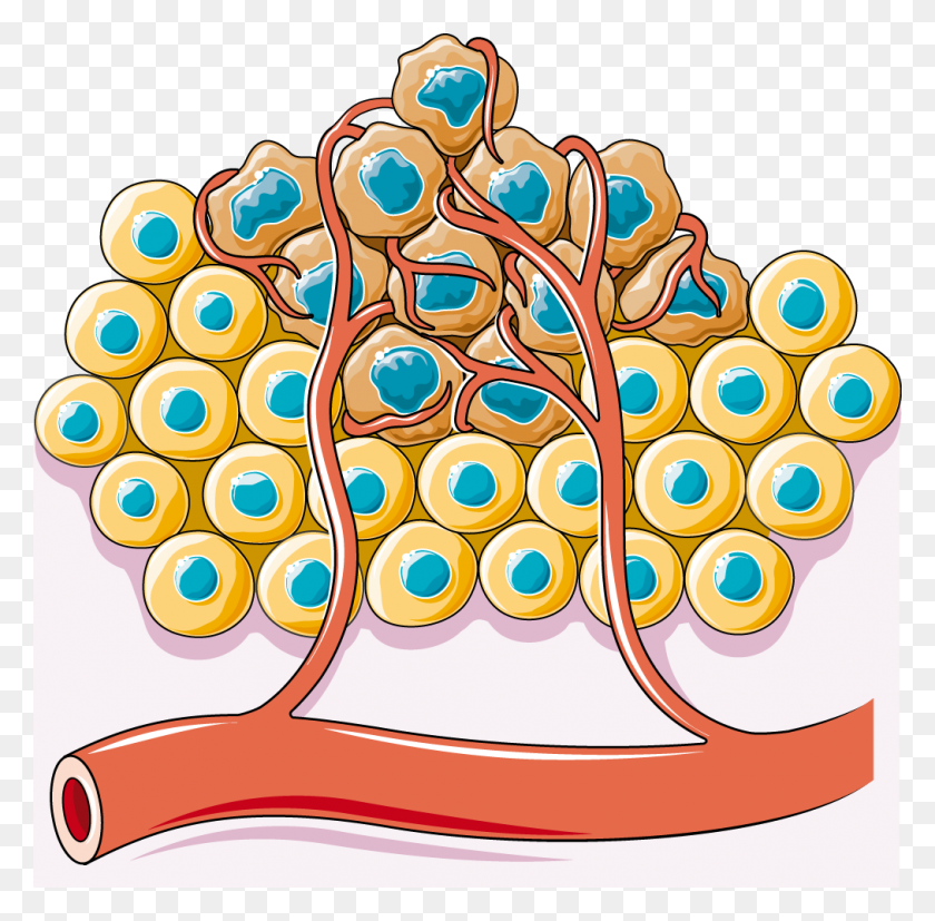 1013x997 Normal Cell - Normal Clipart