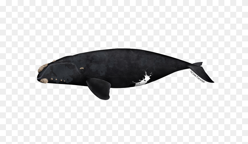 640x427 North Pacific Right Whale Noaa Fisheries - Whale PNG