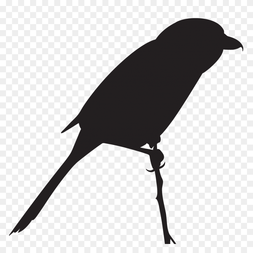 1024x1024 Resumen De Shrike Del Norte, Todo Sobre Las Aves, Cornell Lab Of Ornithology - Scuba Diver Silhouette Clipart