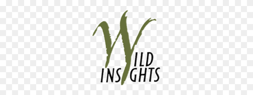 256x256 Northumberland Wildinsights - Wild Grass PNG