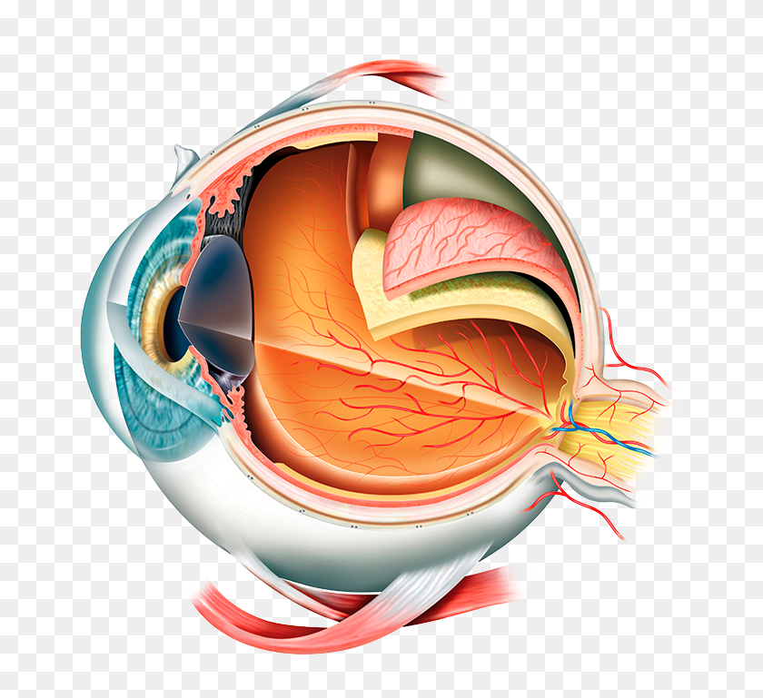700x709 Notice Clipart Spying Eye - Anatomy Clipart