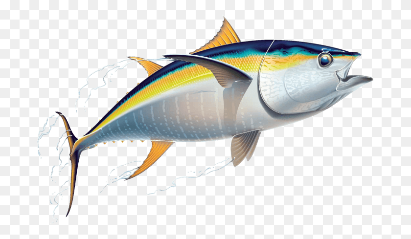 688x429 Nutrition - Tuna PNG