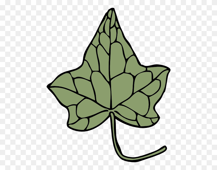 480x598 Oak Ivy Leaf Cliparts Descargar - Oak Clipart