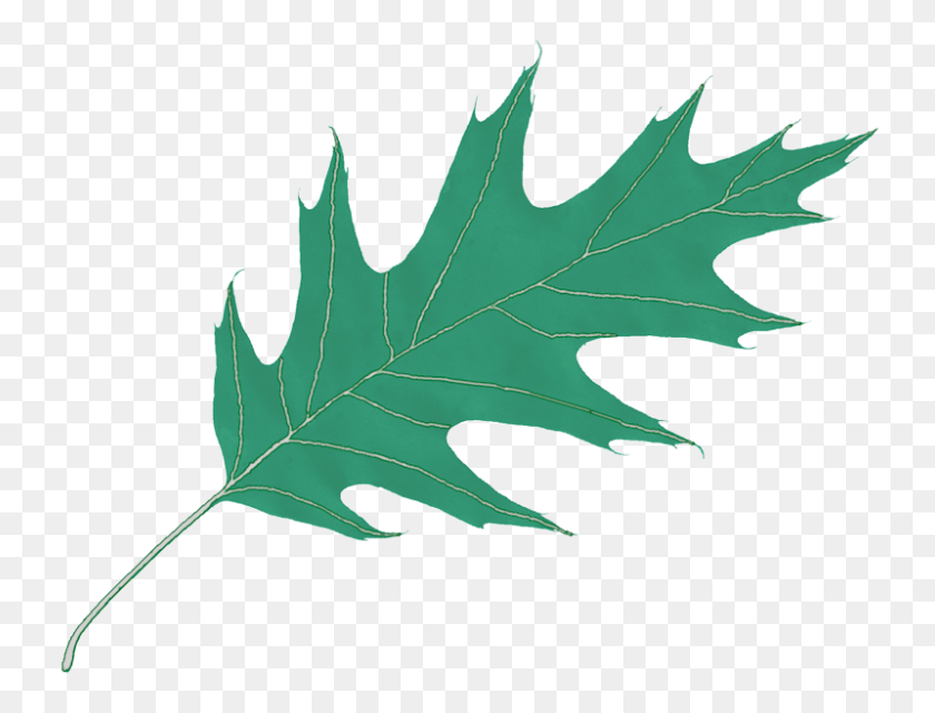 800x595 Oak Leaf Icon - Oak Leaf PNG