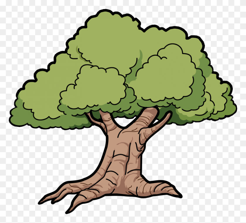 800x721 Oak Tree Clipart - Tree Clipart