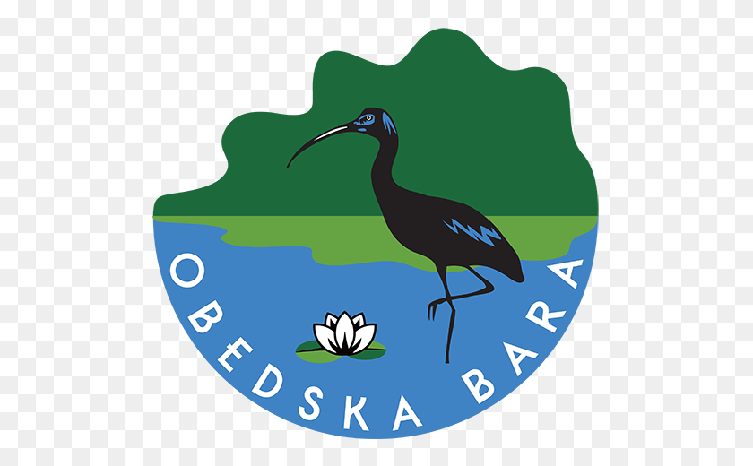500x460 Obedska Swamp Vojvodinasume - Болото Png