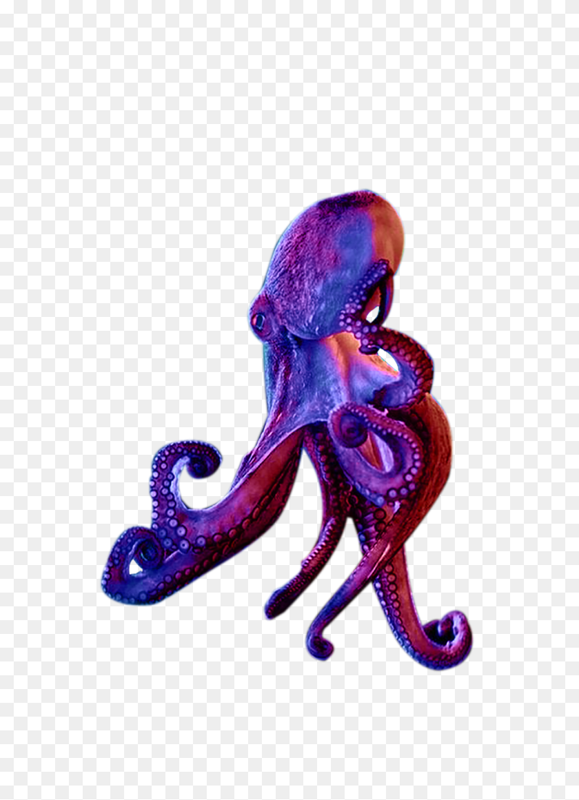 1410x1992 Octopus - Octopus PNG