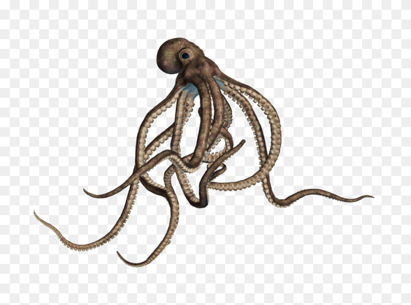 1024x741 Octopus Large Grey Transparent Png - Octopus PNG