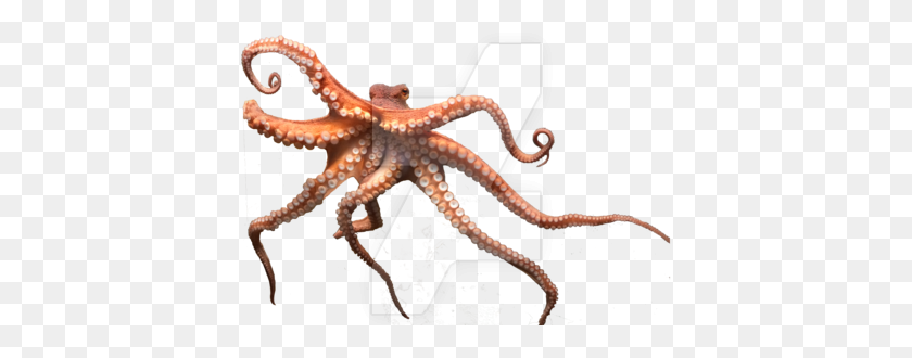 400x270 Octopus Png - Octopus PNG