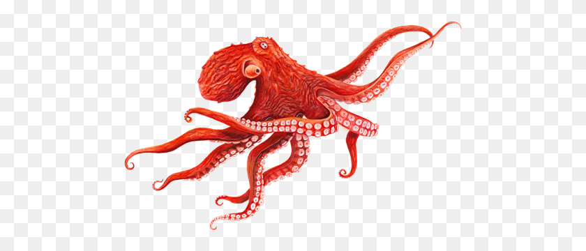 484x300 Octopus Png Images Transparent Free Download - Octopus PNG