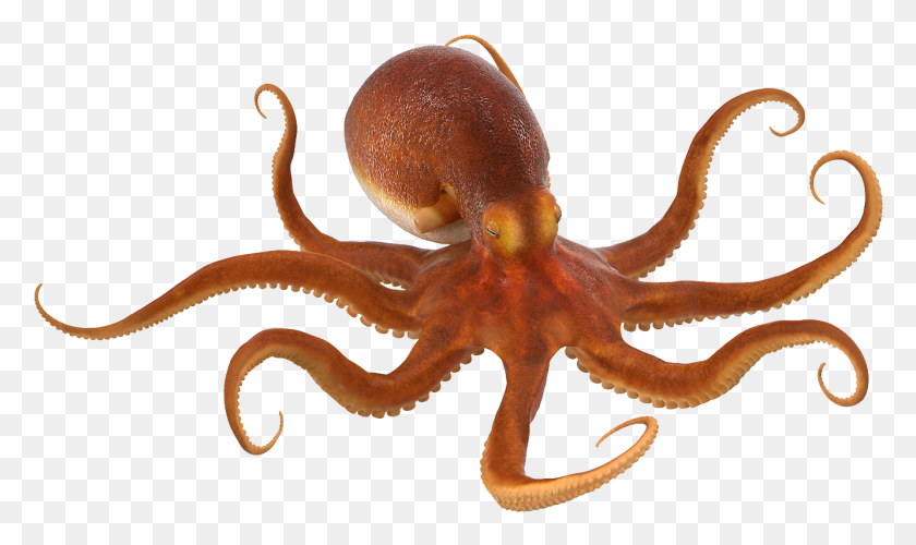 1332x752 Octopus Png Transparent Images - Octopus Clipart PNG
