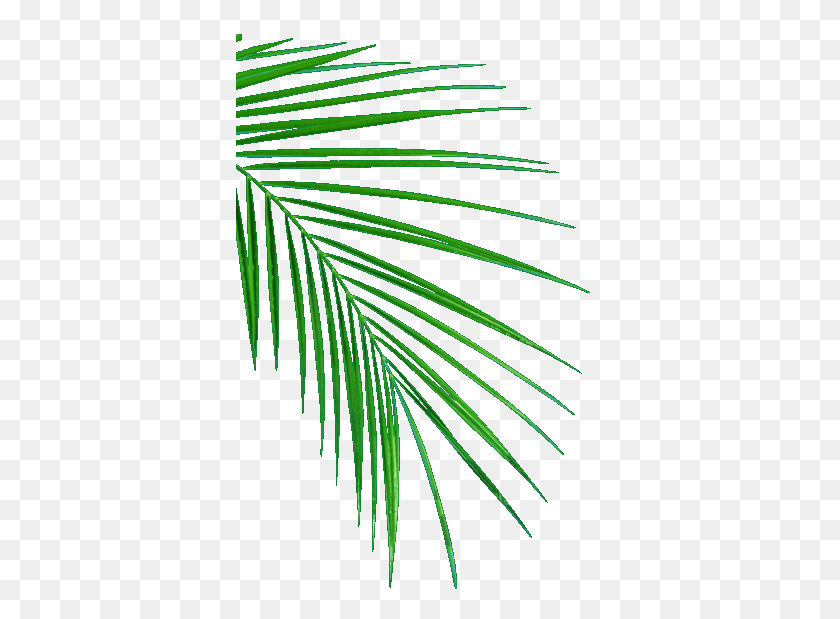 368x559 Oil Palm Uganda Edible Vegetable Cooking Oil And Hygene Products - Palm Tree Leaf PNG