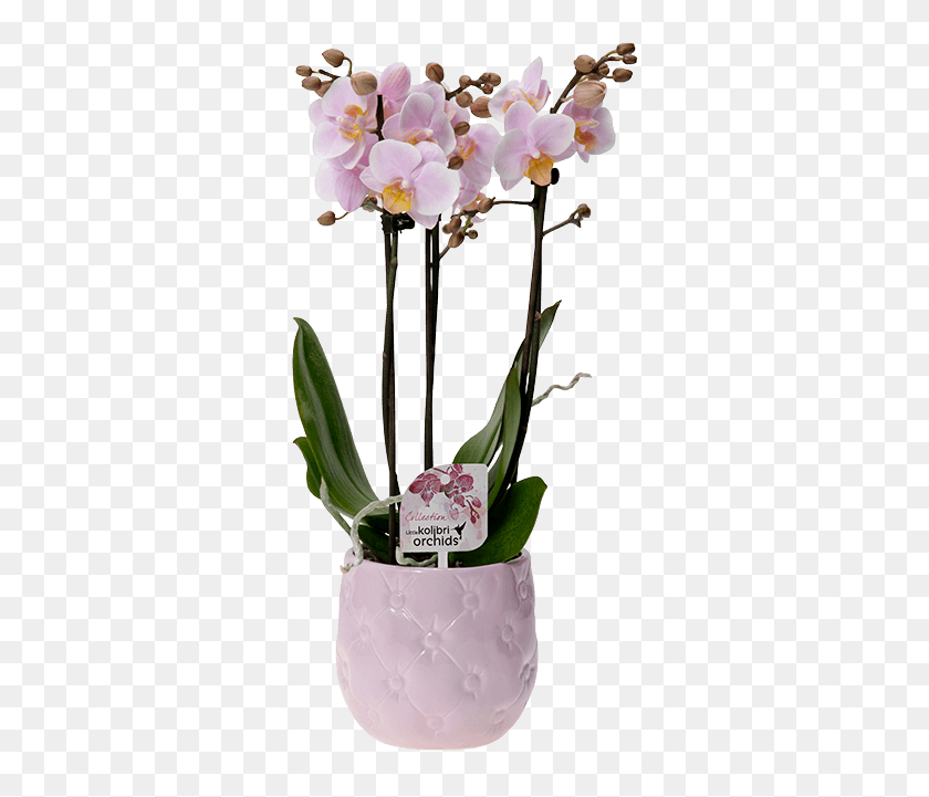 327x661 Okplant - Orquídeas Png
