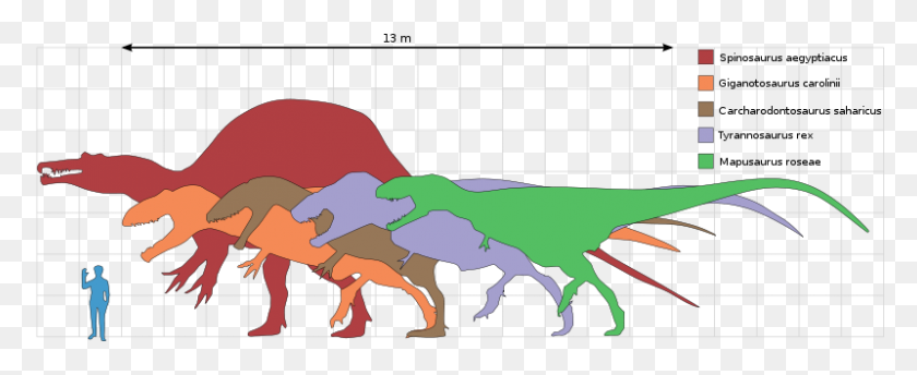 800x292 Plan De Estudios De Dinosaurios En Línea De Old Earth Ministries, Spinosaurus - Spinosaurus Png
