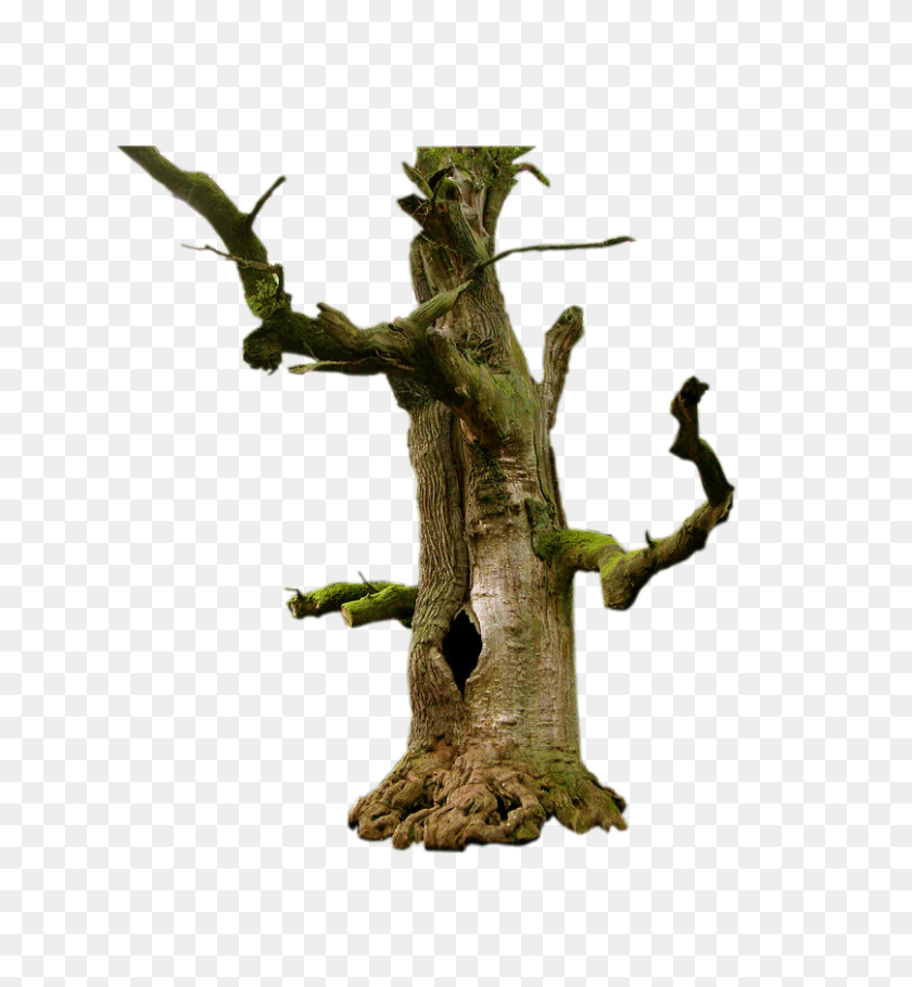 808x880 Old Tree Png Picture Png Arts - Tree With Roots PNG