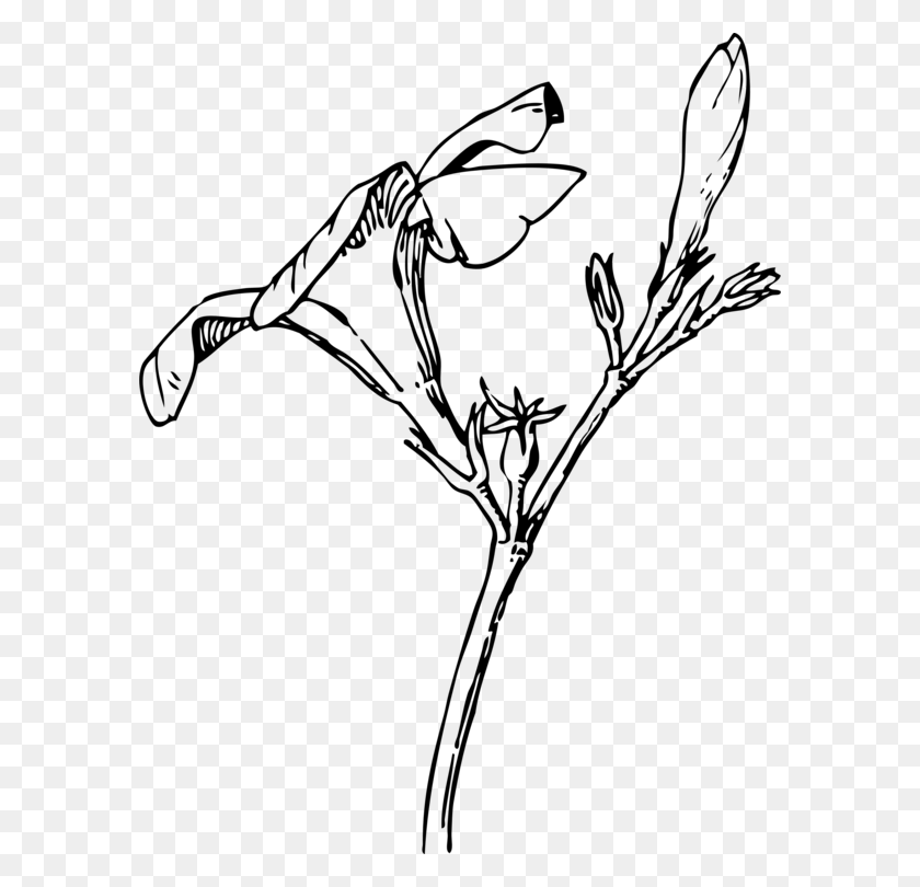 586x750 Олеандр Бутон Цветок Рисунок Растения - Бутон Цветка Клипарт