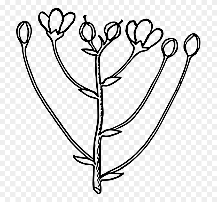 713x720 Oleander Flower And Bud Clip Art Free Vect - Flower Clipart Black And White