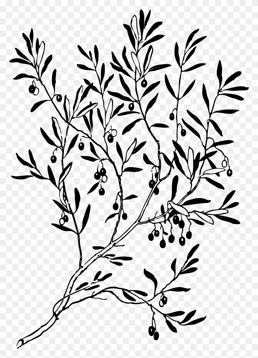 3333x4722 Olive Branch Black White Line Art Coloring Book - Olives Clipart Black And White