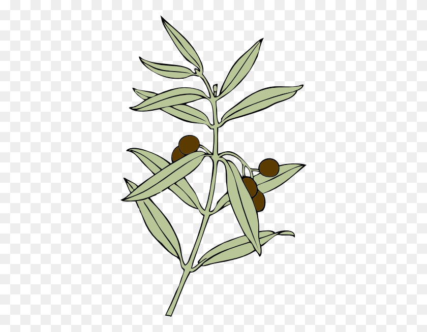 366x594 Olive Branch Clip Art - Olive Oil Clipart