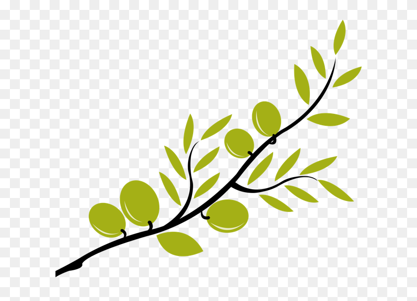 639x548 Olive Branch Drawing - Pecan Tree Clipart