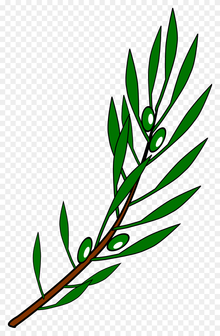 2000x3130 Olive Branch Drawing - Olive Branch PNG