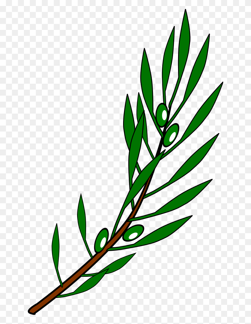 654x1024 Olive Branch Drawing - Olive PNG