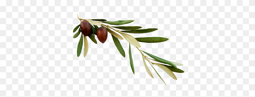400x262 Olive Branch One New Man Bible - Olive Branch PNG