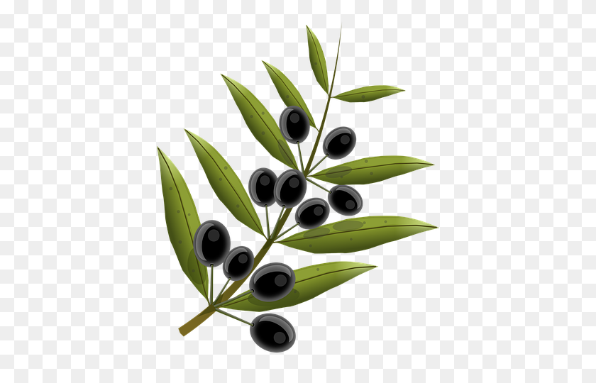 398x480 Olives, Fruits, Olive Tree, Oil Cricut Images - Olive Tree PNG