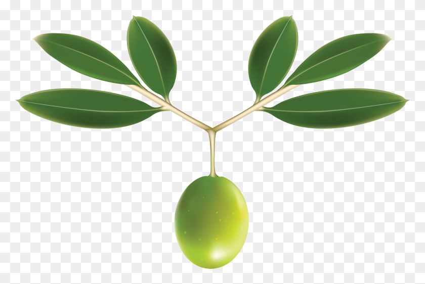 3512x2263 Olives Png Images - Tree Top PNG