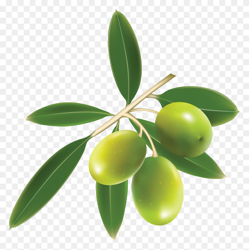 5337x5369 Olives Png Images Free Download, Olive Png - Olive Tree PNG