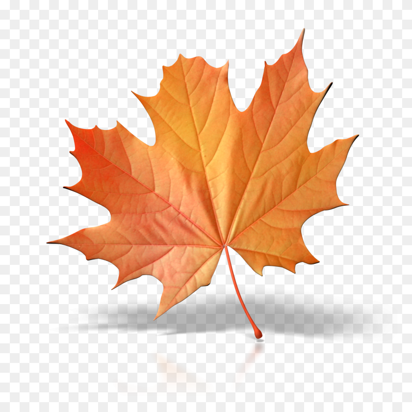 1600x1600 One Fall Leaf Png Clip Art Free Cliparts - Fall Leaf PNG