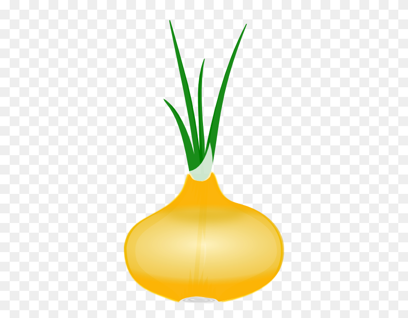 330x596 Onion Clipart Png For Web - Onion PNG