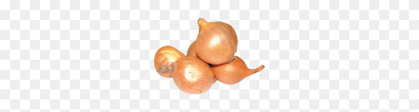 235x165 Onion Png Png Transparent Best Stock Photos - Onion PNG