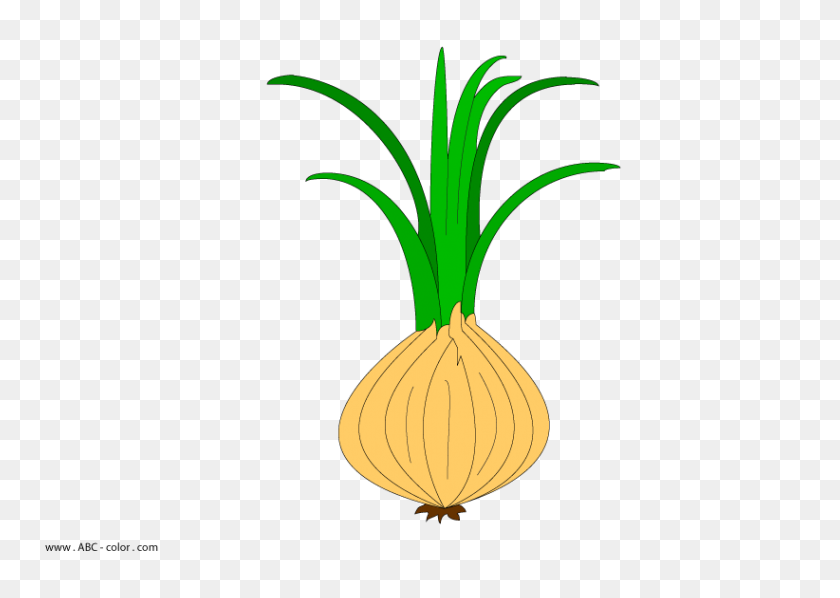 822x567 Onion Raster Picture - Onion Clipart