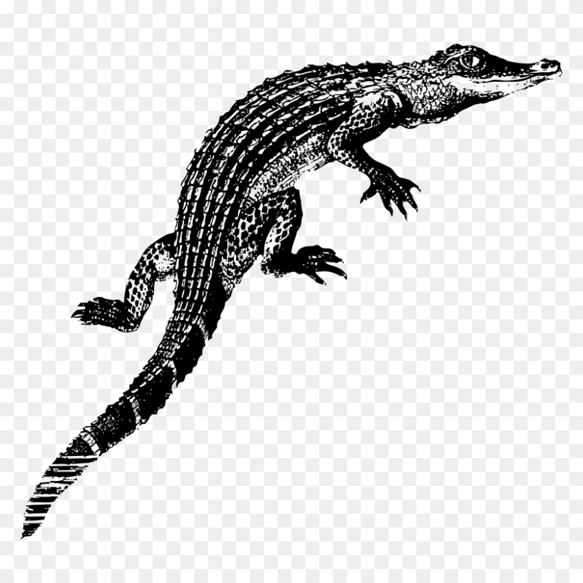 800x800 Online Alligator Coloring Pages Printable Kids Colouring Pages - Gator Clipart Black And White