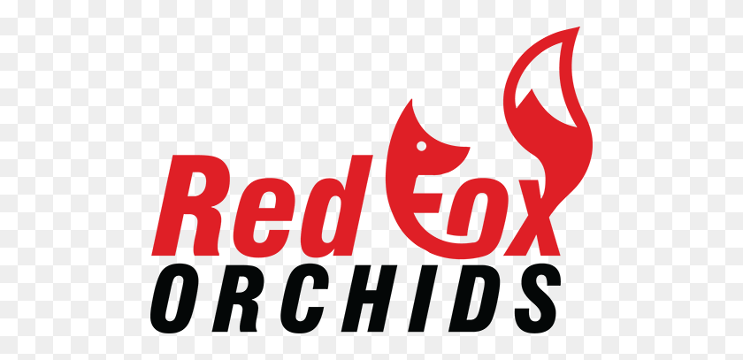 500x347 Интернет-Орхидеи Для Продажи Red Fox Орхидеи - Орхидеи Png