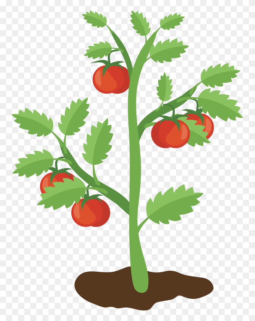 772x1000 Onlinelabels Clip Art - Tomato Plant PNG