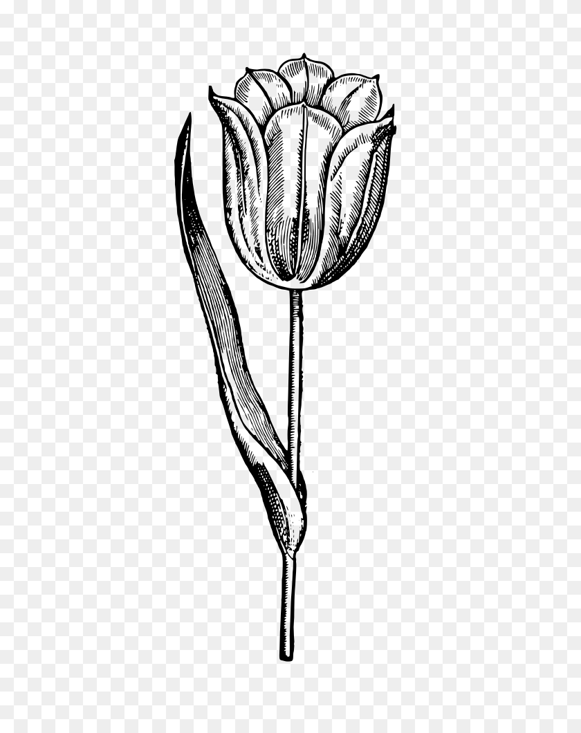 707x1000 Onlinelabels Clip Art - Tulip Clipart Black And White