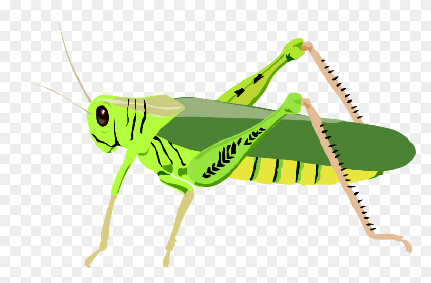 1000x631 Onlinelabels Clip Art - Cricket Bug Clipart