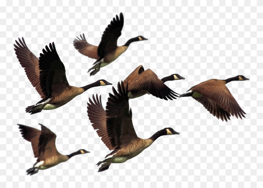 1000x693 Onlinelabels Clip Art - Flock Of Birds Clipart
