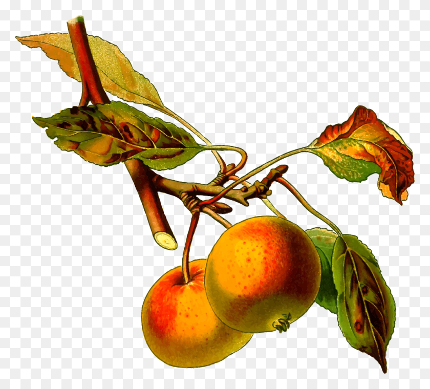 1000x898 Onlinelabels Clip Art - Fruit Tree PNG