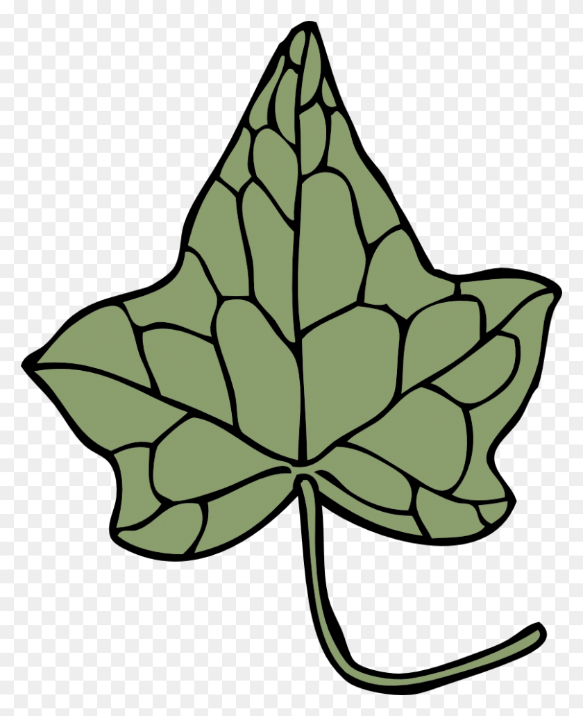 803x1000 Onlinelabels Clip Art - Ivy Leaf Clipart