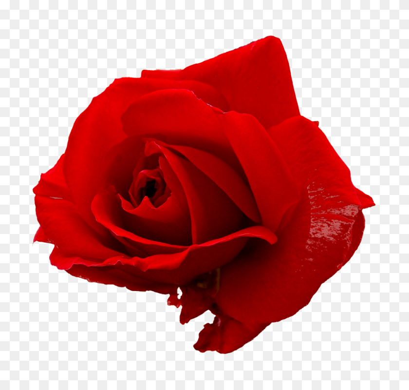 1000x950 Solo Rosa Png - Rosal Png