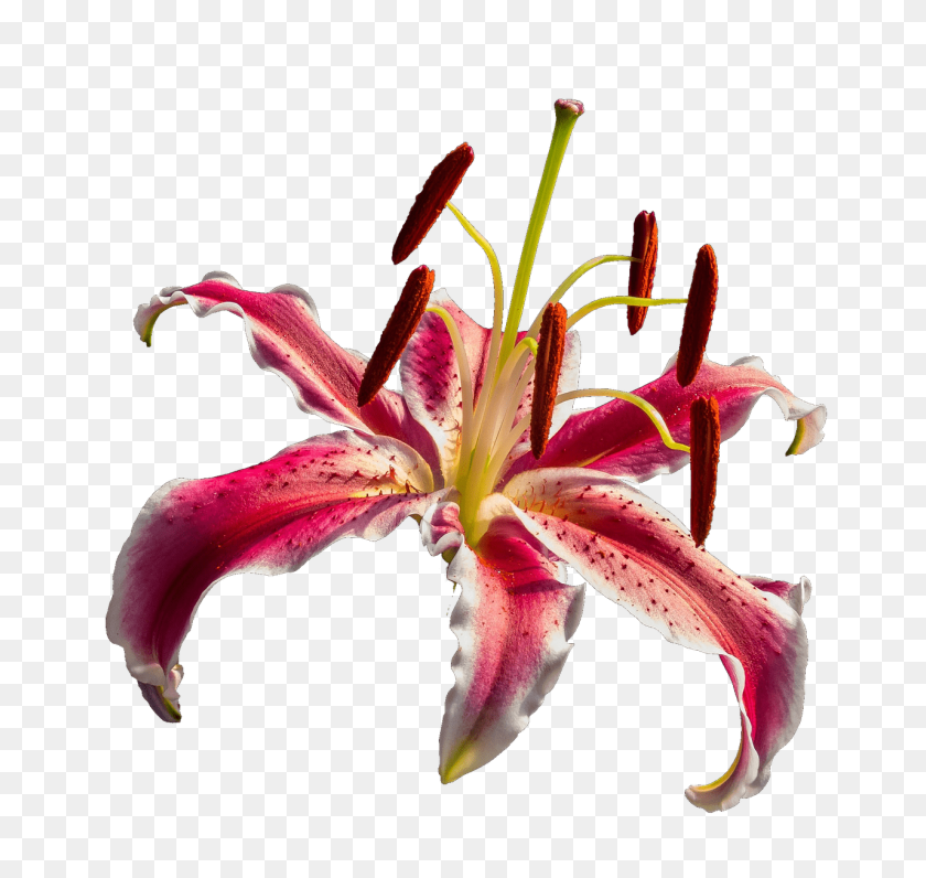 1280x1208 Orquídea Png