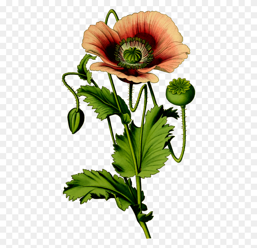 437x750 Opium Poppy Common Poppy Flower - Poppy Flower Clipart