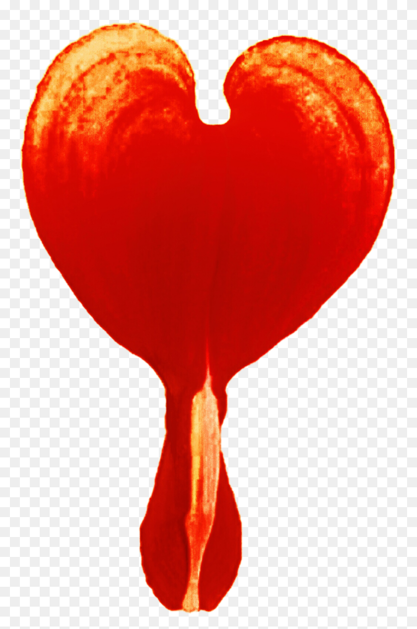 1024x1582 Orange Bleeding Heart! - Bleeding Heart Clipart